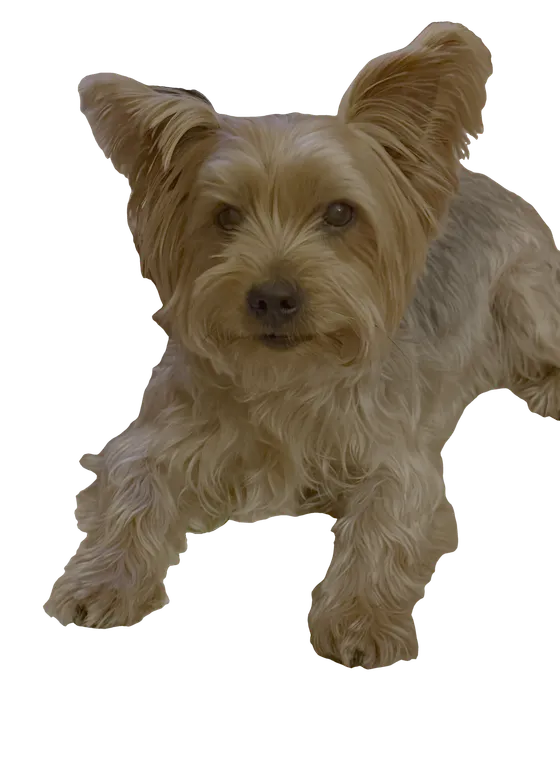 Hamish, the studio mascot, lying with his ears up, looking straight at the camera